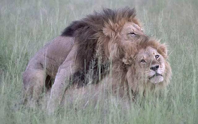 This is a photo of gay male lions.