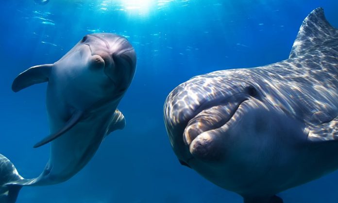 Gay dolphins underwater