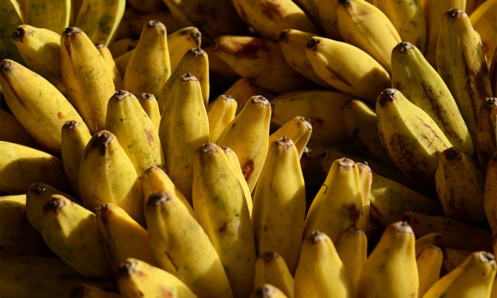 This is a photo of bananas