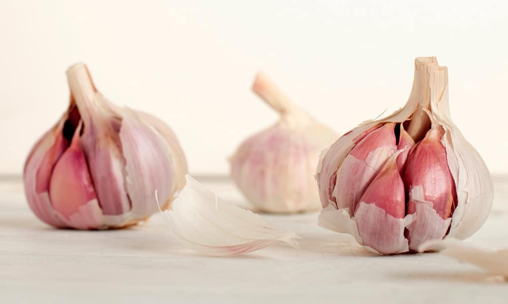 Garlic