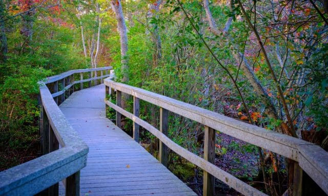 Explore Cape Cod Provincelands Trail