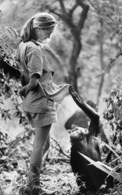 Jane Goodall with one of her research subjects in the Gombe National Park in northern Tanzania.